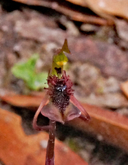 Chiloglottis curviclavia