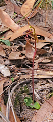 Chiloglottis curviclavia