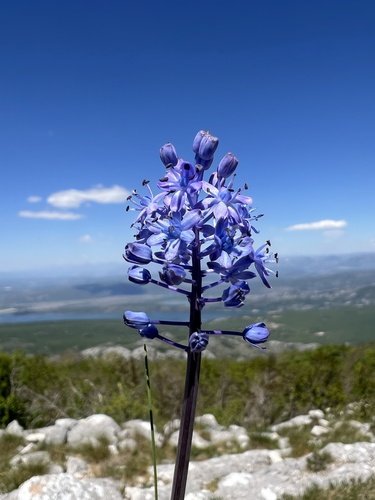 Scilla lakusicii