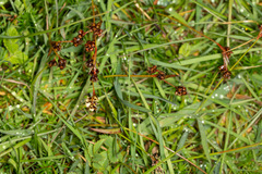 Luzula campestris