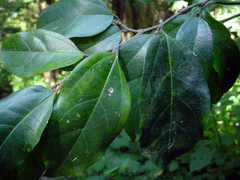 Celtis mildbraedii