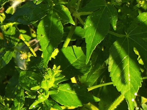 Astraea lobata, photograph 5