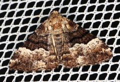 Aporoctena scierodes