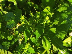 Astraea lobata, photograph (c) Silvia Ten, some rights reserved (CC BY)