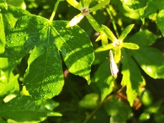 Astraea lobata, photograph (c) Silvia Ten, some rights reserved (CC BY)