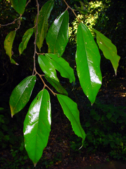 Celtis mildbraedii