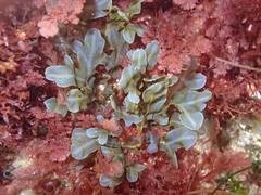 Dictyopteris undulata