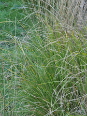 Carex flagellifera