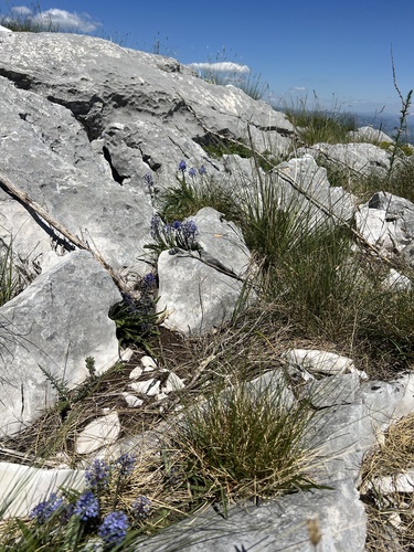 Scilla lakusicii