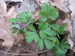 Corydalis intermedia