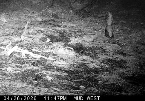American Hog-nosed Skunk observed by smnhc