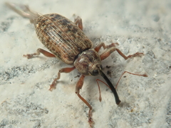 Dorytomus longimanus