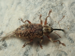 Dorytomus longimanus