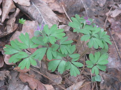 Corydalis intermedia