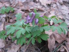 Corydalis intermedia