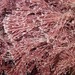 Well-forked Coralline - Photo (c) Brenna Green, some rights reserved (CC BY-NC-ND), uploaded by Brenna Green