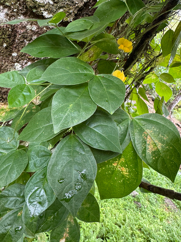 Sarawak bean (Vigna hosei)
