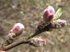 Prunus davidiana