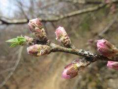 Prunus davidiana