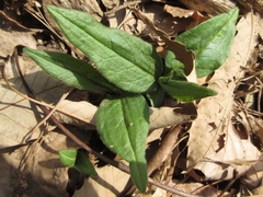 Koenigia alpina