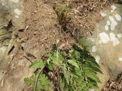 Dryopteris lacera