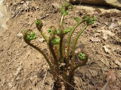 Dryopteris lacera