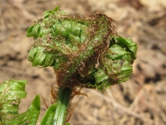 Dryopteris lacera