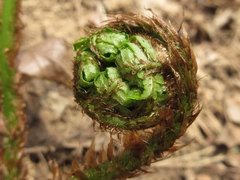 Dryopteris lacera