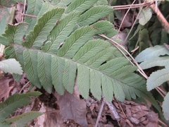 Dryopteris lacera