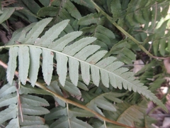 Dryopteris lacera