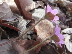 Hepatica nobilis
