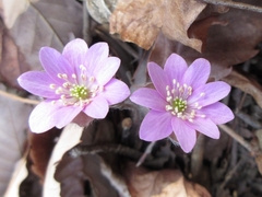 Hepatica nobilis