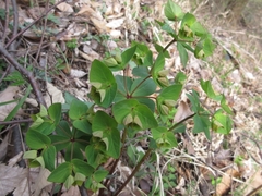 Euphorbia sieboldiana