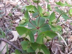 Euphorbia sieboldiana