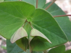 Euphorbia sieboldiana