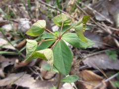 Euphorbia sieboldiana