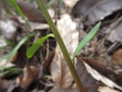 Euphorbia sieboldiana