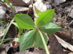 Euphorbia sieboldiana