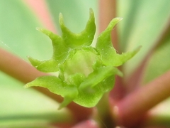Euphorbia sieboldiana
