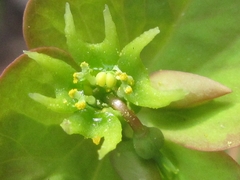 Euphorbia sieboldiana