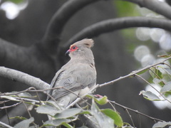 Urocolius indicus transvaalensis