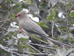 Urocolius indicus transvaalensis