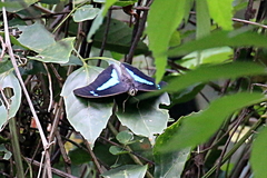 Archaeoprepona demophon