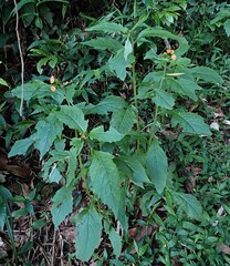 野茼蒿