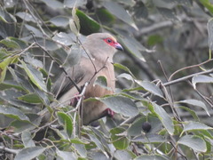 Urocolius indicus transvaalensis