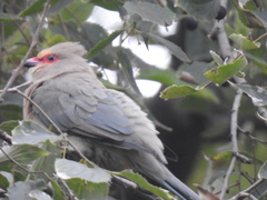 Urocolius indicus transvaalensis