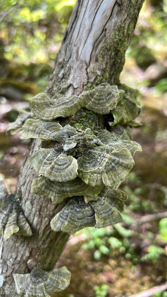 Trametes versicolor · May 2026 · photo: © allan7 (iNaturalist, cc0)