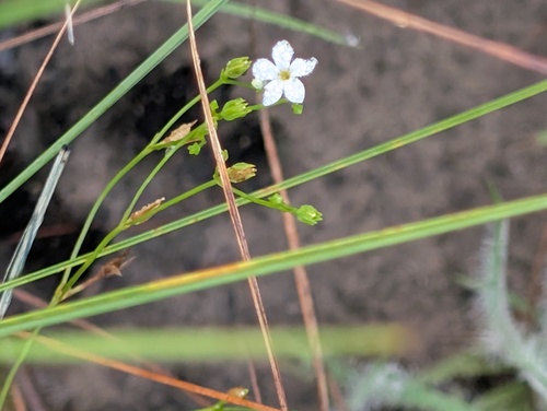 Curtia tenuifolia, 2026-04-26