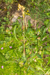 Luzula lutea