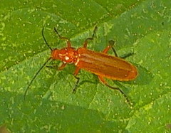 Rhagonycha nigritarsis